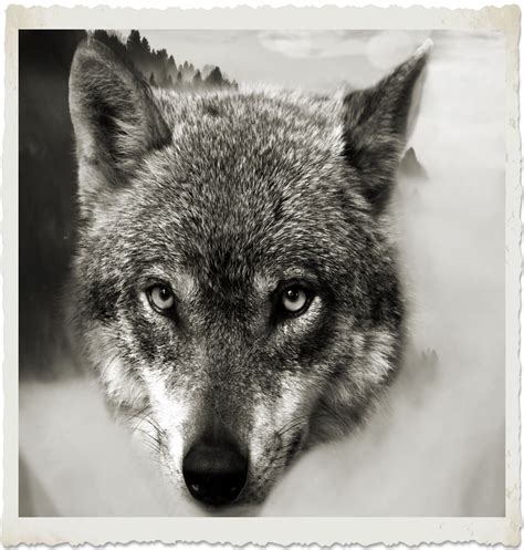 Wolf Free Stock Photo - Public Domain Pictures