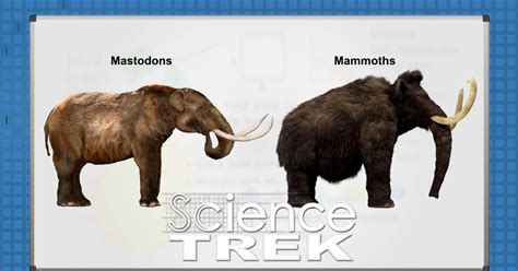 Science Trek | Mammoths: Mammoth or Mastodon? | PBS