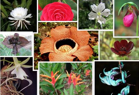 Endangered Flowers That Will Leave The World A Little Less Beautiful - Avas Flowers