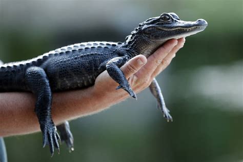 Louisiana sues California over alligator ban | Honolulu Star-Advertiser