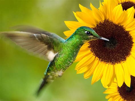 How Do Birds Help The Environment? (4 Key Reasons) | Bird Fact