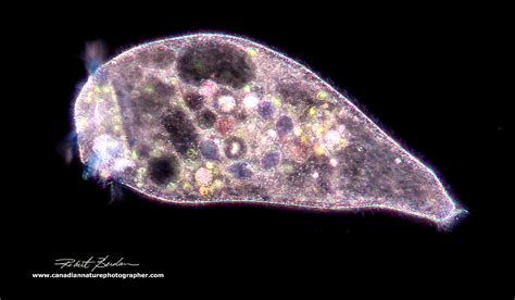 Photographing Stentors - A Large Unicellular Ciliate living in Freshwater - The Canadian Nature ...