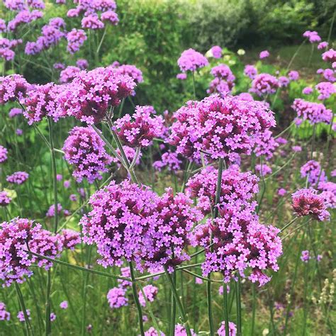 Send Verbena Bonariensis Plants from Dobies