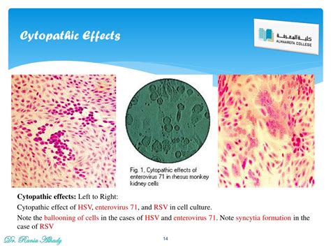 PPT - Virology PowerPoint Presentation, free download - ID:2274990