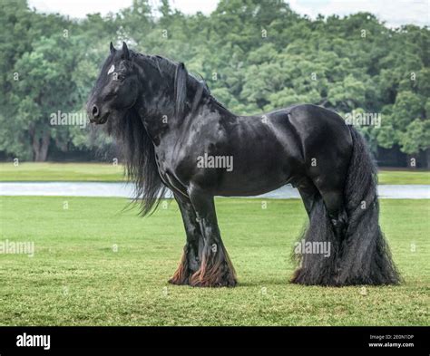 Gypsy Vanner Horse Stallion High Resolution Stock Photography and Images - Alamy