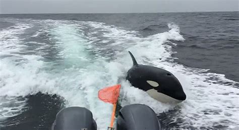 Video shows orcas chasing boat off California coast - WSVN 7News ...