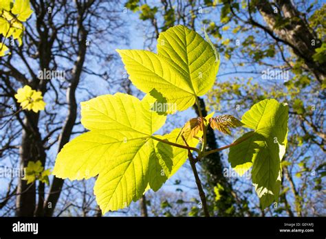 Sycamore tree leaves close up hi-res stock photography and images - Alamy