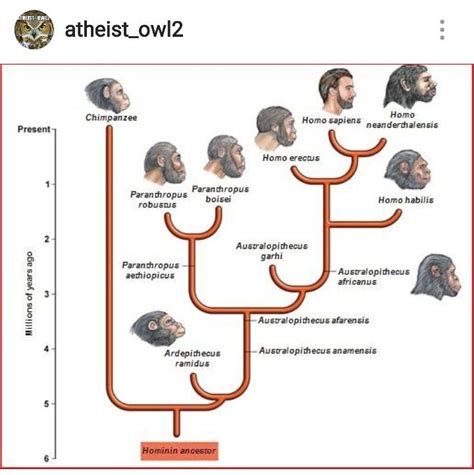 Human Evolution Tree