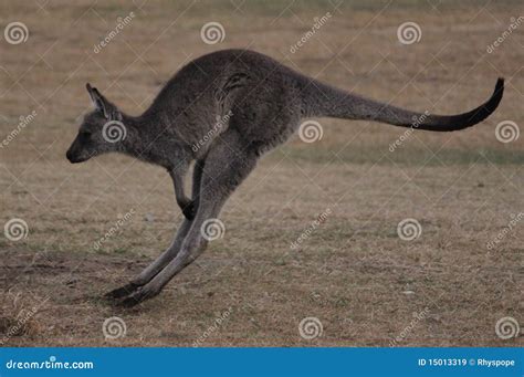 Hopping Kangaroo stock image. Image of brown, chew, claw - 15013319