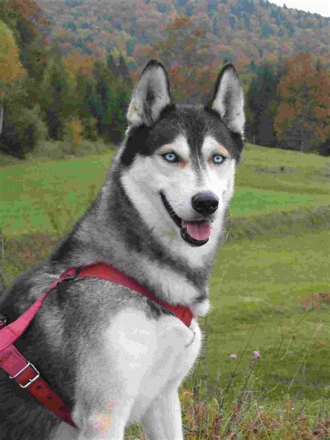 Husky Puppies For Adoption: The Siberian Husky History