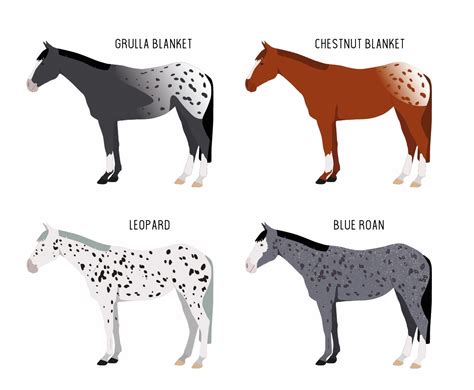 Appaloosa horse - Indian breed raised by Native Americans - EQUISHOP ...