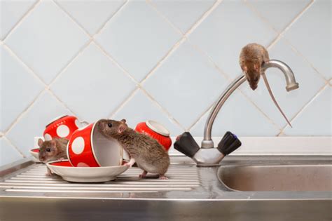 Rat Exterminator Tips: How to Distinguish Rats vs Mice in Home