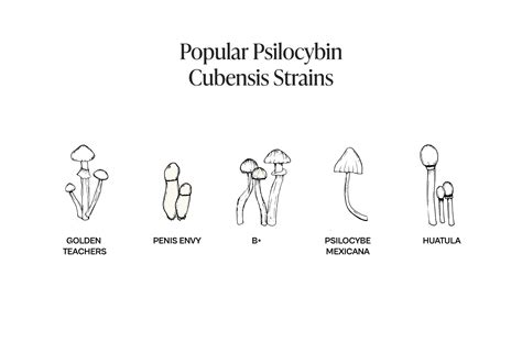 Popular Psilocybe Cubensis Strains: Demystified