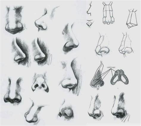 nose perspective anathomy | Nose drawing, Sketch nose, Drawing nose