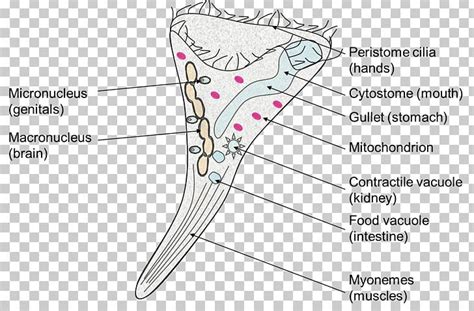 Stentor Coeruleus Vorticella Diagram PNG, Clipart, Abdomen, Amoeba, Angle, Area, Cell Free PNG ...