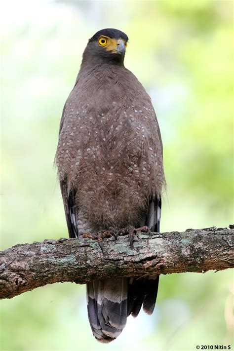 Indian Birds Photography: [BirdPhotoIndia] Crested Serpent Eagle