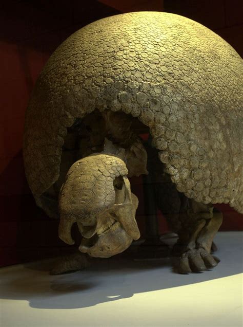 glyptodon skeleton | Fire and ice, Fossils, Design elements