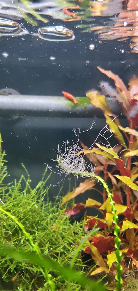 Some interesting algae in my shrimp tank; anyone able to identify these ...