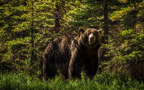 grizzly, Bear, Forest Wallpapers HD / Desktop and Mobile Backgrounds