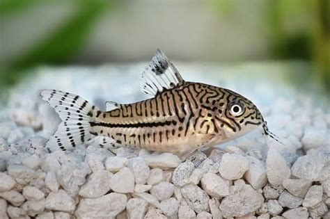 Cory Catfish Care 101: Care Sheet, Tank Mates, Diet, Breeding & More