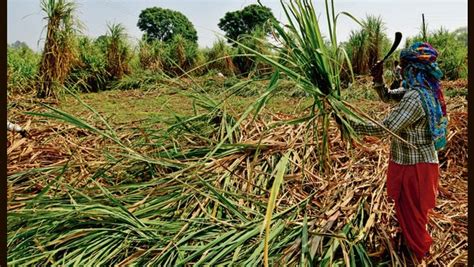 Sugarcane payments worth ₹9,499 crore pending: Govt | Today News