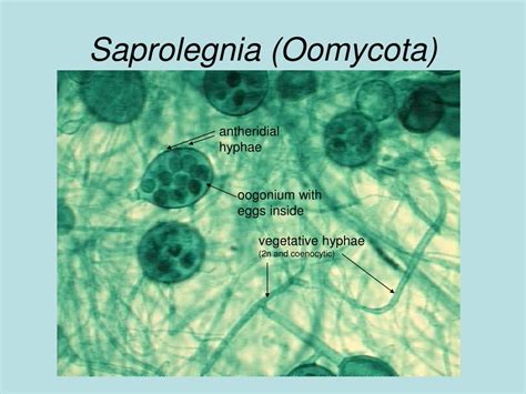 PPT - Water Molds and Simple Fungi Oomycota, Chytridiomycota ...