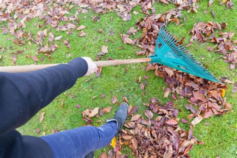 How To Rake Leaves Into A Bag? | Obsessed Lawn