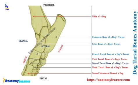 Dog Tarsal Bones - Canine Tarsus Anatomy with Diagram » AnatomyLearner >> Veterinary Anatomy ...