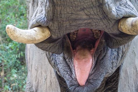 The inside of an elephants mouth with tongue and teeth Stock Photo | Adobe Stock