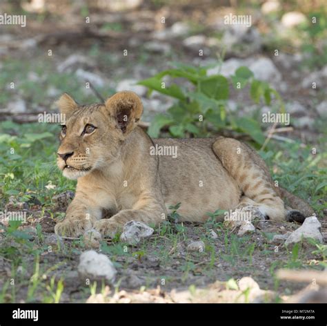 African lion cub Stock Photo - Alamy