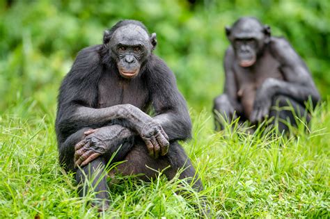 Study: Bonobos closer to humans than chimps - Earth.com