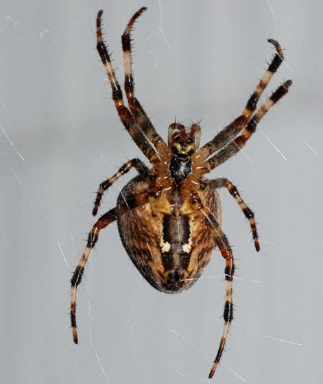 cross orbweaver - Araneus diadematus - BugGuide.Net