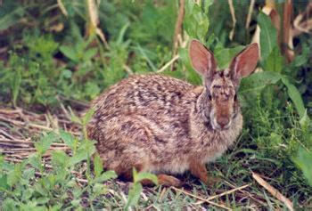 Swamp rabbit - Alchetron, The Free Social Encyclopedia