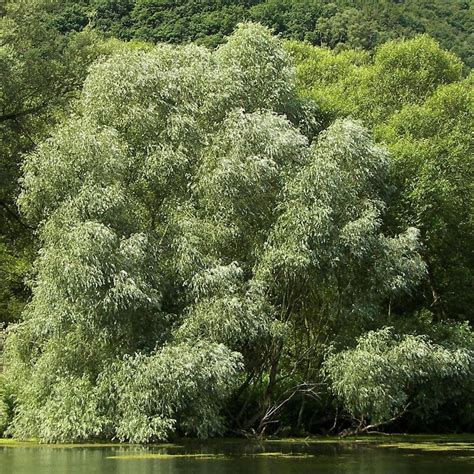 WILLOW ‘SILKY WHITE’ – Morden Nurseries & Garden Centre