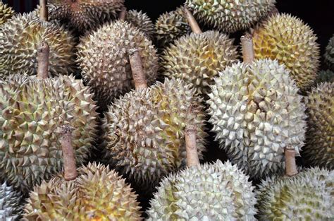 Exploring Davao City: Davao's Iconic fruit, the Durian!