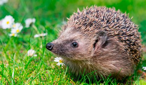 ¿Cómo cuidar de un erizo de tierra para tenerlo como mascota? | KienyKe