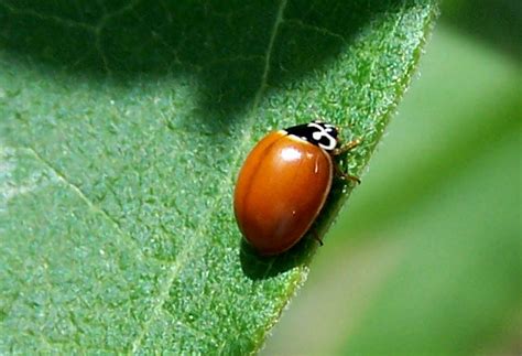 Fourteen Spotted Lady Beetle and probably Polished Lady Beetle - What's ...