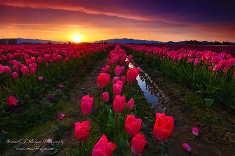 P161 Sunrise and Tulips, Roozengaarde, Skagit Valley, WA | Flickr