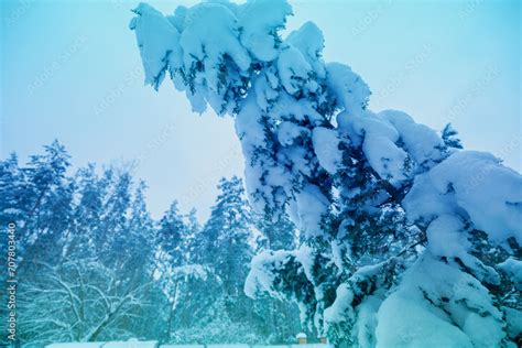 Spruce tree covered with heavy snow on snowy forest background. Forest in snowy winter after ...