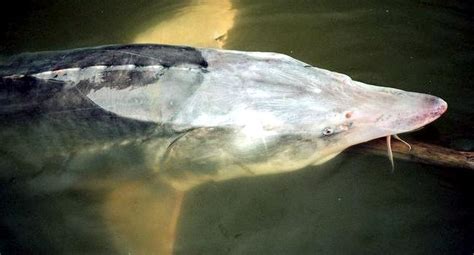 Beluga Sturgeon – "OCEAN TREASURES" Memorial Library