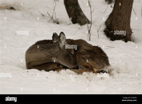 White tail deer laying in the snow Stock Photo - Alamy