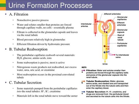 PPT - Urinary System I: Kidneys and Urine Formation PowerPoint Presentation - ID:168219