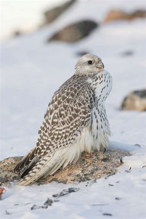 Gyrfalcon (Falco rusticolus) in Explore Raptors: Facts, habitat, diet ...