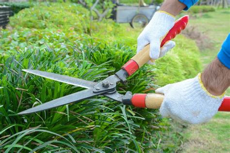 Gardener Cutting Hedge with Grass Shears Stock Image - Image of ...