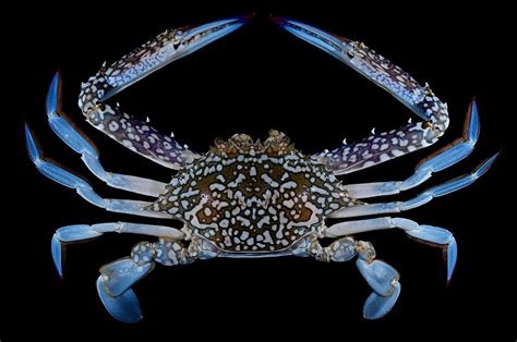 Flower crab (Portunus pelagicus) | Beautiful sea creatures, Flower crab, Crab