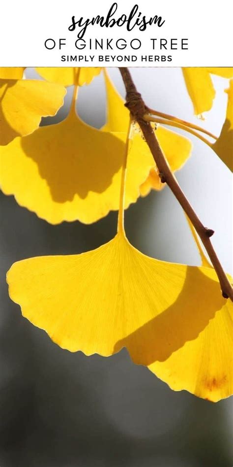 yellow ginko tree leaves with the words symboism of sinikoo tree simply beyond her