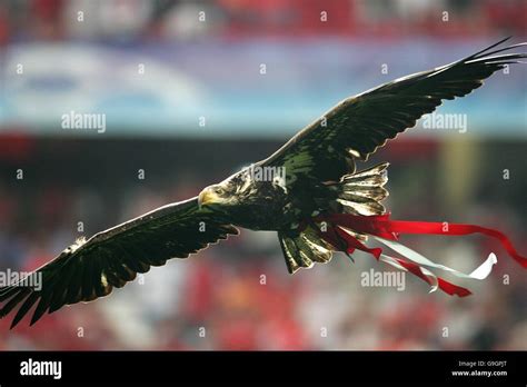 Estadio da luz vitoria the benfica mascot hi-res stock photography and images - Alamy