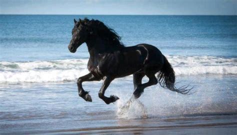 black horse on beach | Beautiful horses, Horses, Friesian horse