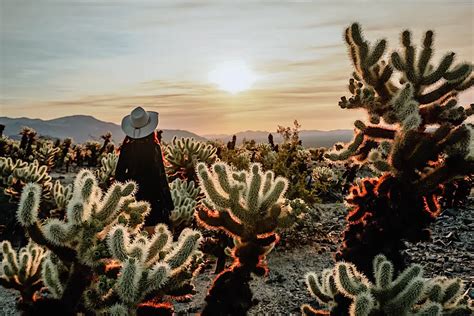 Sunrise at Cholla Cactus Garden - Girl With Blue Sails