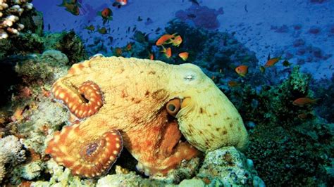 octopus | Definition, Diet, Habitat, Species, & Facts | Britannica